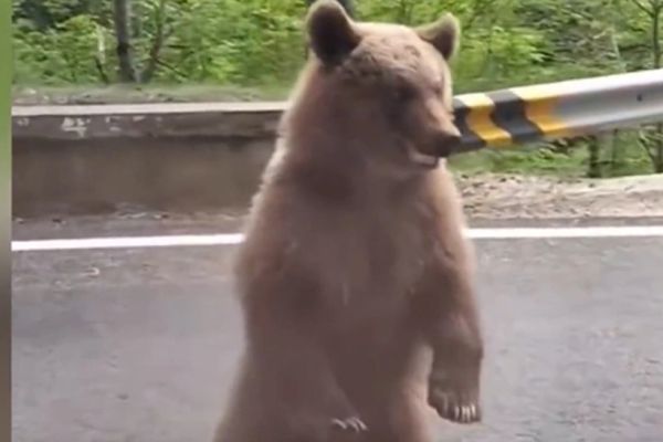 Clipe de groază pe Transfăgărășan: un adolescent de 14 ani a fost atacat de urs