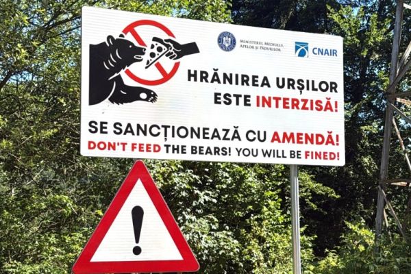 Romsilva, semnal de alarmă după tragedia de pe Transfăgărășan: În zonă există 112 urși, față de 25 cât ar fi optim