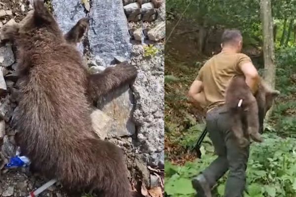 Unul dintre ursuleții orfani de pe Transfăgărășan a fost prins, ceilalți 2 sunt de negăsit. Mama lor a fost împușcată după ce a ucis un turist imprudent - VIDEO