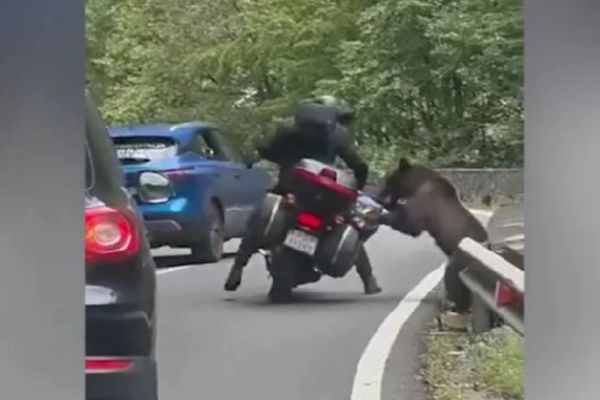 Turist străin, atacat de un urs pe Transfăgărășan. Animalul i-a răsturnat motocicleta și i-a golit rucsacul
