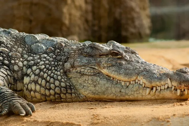 Țara care a decis sa pună crocodili în jurul închisorilor, ca să descurajeze tentativele de evadare