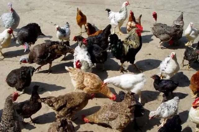 Câte animale și păsări poți crește în gospodărie. Reguli clare pentru proprietarii de la oraș și de la sat