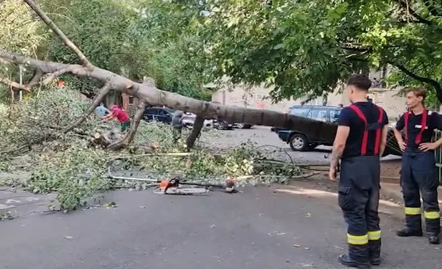 La un pas de tragedie în centrul Capitalei. Un copac s-a prăbușit din senin VIDEO