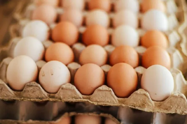 Focar record de salmonella în Belgia. Peste 300 de persoane au fost infectate