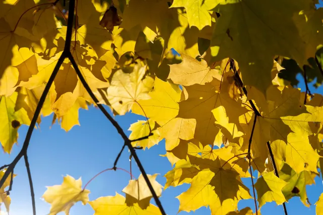 Temperaturi peste normalul perioadei, în octombrie. Prognoza ANM pentru următoarele patru săptămâni