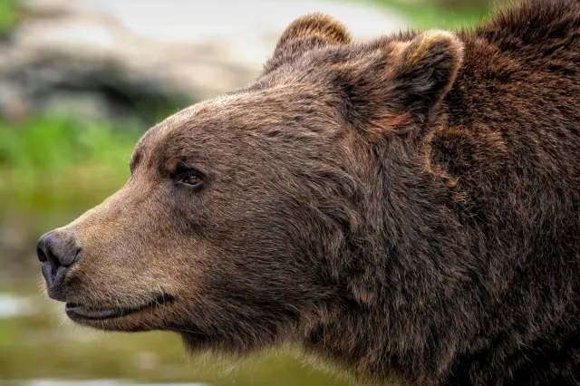 Alertă în Fălticeni. Un urs a intrat în curțile oamenilor