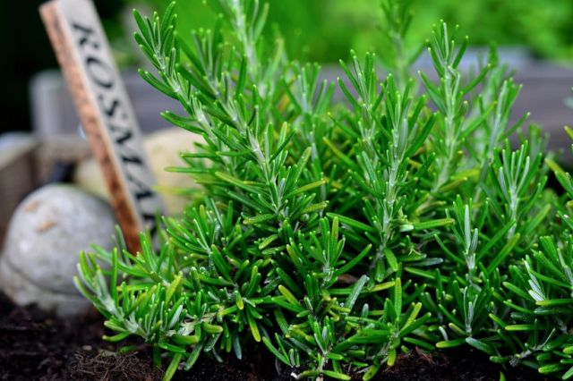 Planta care sporește concentrarea și stimulează memoria. Trebuie să o ai în ghiveci sau grădină