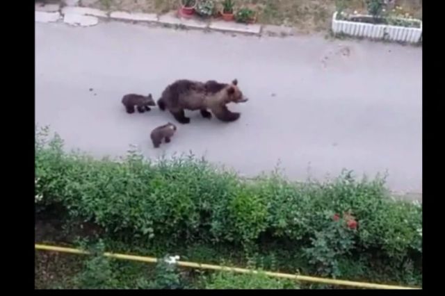 Alertă RO-Alert în Târgu Mureș: ursoaică cu pui, văzută pe o stradă din oraș