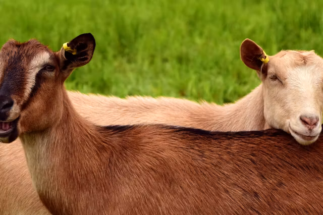 Pesta micilor rumegătoare face ravagii. Sute de animale au murit