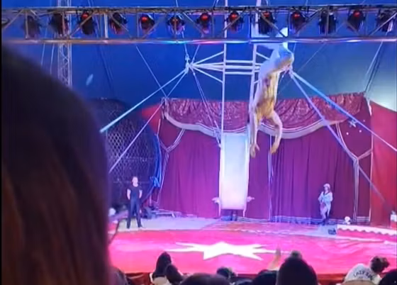 Clipe de coșmar la circ. Un acrobat s-a prăbușit de la înălțime în timpul spectacolului și a căzut peste spectatori - VIDEO