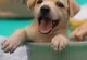 Doi ciobani şi un constănţean au dosar penal pentru cruzime împotriva animalelor