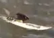 Şoriceii care fac surf au devenit o adevărată senzaţie pe internet