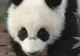 Urşii panda din China se uită la materiale pornografice