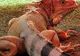 Iguana roz milenară descoperită de curând în Galapagos 