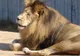 Animalele exotice de la Zoo Sofia se încălzesc la lămpi cu ulei