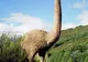 Cercetătorii au alcătuit lista animalelor dispărute ce pot fi reînviate