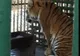 Animalele de la grădina zoologică din Hunedoara suportă cu greu frigul 