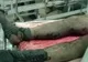 Israelul foloseşte o armă puţin cunoscută şi foarte puternică în Gaza, afirmă doi medici norvegieni 