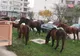 Armăsarii din Bacău