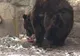 Ursul carpatin de la Grădina Zoo din Târgu-Mureş a împlinit 10 ani
