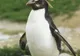 Misterul pinguinilor: O sută de exemplare dintr-o specie rară mor zilnic