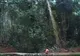 Peste 130.000 hectare de pădure au dispărut între 1990 şi 2000 