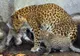 Doi leoparzi foarte rari s-au născut la zoo Jardin des Plantes din Paris