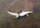 O infecţie a provocat moartea a 170 de crocodili din parcul Kruger
