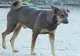 Sute de câini comunitari ar putea ajunge în stradă după ce Fundaţia Brigitte Bardot a stopat sponsorizarea