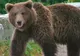 Direcţia Silvică Covasna a solicitat derogare ca să împuşte ursul care a ucis un om la Comandău