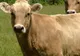 Crescătorii de bovine vor primi subvenţiile din 2008 în valoare de peste 200 de milioane de lei