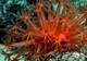 Creaturi marine "bizare" au fost descoperite în Australia