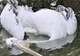 Păsări extrem de rare împuşcate în Rezervaţia Delta Dunării