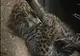 O grădină zoologică din Paris a prezentat publicului doi pui de leopard