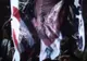 Iordanienii au aruncat cu pantofi într-un poster al lui Bush - VEZI VIDEO