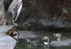 Un pinguin refuză să înoate pentru că-i este frică de apă