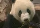China a trimis Taiwanului o pereche de Panda uriaş 