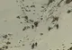Zece alpinişti au murit în Turcia, după ce au fost surprinşi de o avalanşă