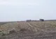 Slobozia - varză stricată la porţile românilor
