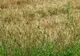 Fermierii ar putea cultiva doar plantele care reflectă radiaţia solară