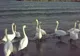 Lebede pe malul mării, la Mangalia