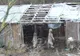 Cruzime fără limite în Covasna, unde mai mulţi câini au fost spânzuraţi
