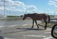 Un calrătăcit pe Autostrada Soarelui