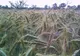 Suprafaţa cultivată ecologic estimată pentru anul 2008 este cu circa 15% mai mare decât cea din 2007