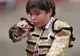 Un copil matador a omorât şase tauri tineri