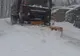 Ninge abundent în nordul Moldovei şi local în Bărăgan 