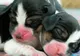 O firmă sud-coreeană a clonat doi căţei utilizând celule stem din ţesutul adipos al unui beagle - GALERIE FOTO