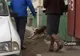 O tânără de la Centrul de Plasamant din Ploieşti a fost muşcată de câini