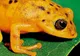 Lumea invadată de broaşte: Peste 20 de specii noi descoperite în Columbia şi India - GALERIE FOTO