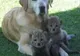 Un câine labrador a devenit mămica a trei tigri, doi gheparzi şi un hipopotam - GALERIE FOTO